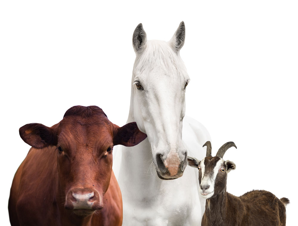 AMC Feed J&J Bagging