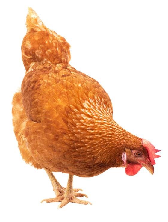 AMC Feed J&J Bagging